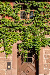 Fototapeta na wymiar Weinblätter an Fassade