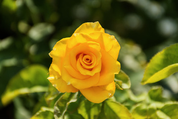 Yellow rose closeup on a blurred background of garden
