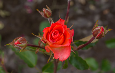 Red rose with three buds on blurred background of garden