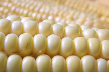 corn