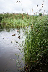 Close-up of green grass on lake with ducks.