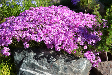 Шиловидный флокс, альпиская горка, ландшафт своими руками.