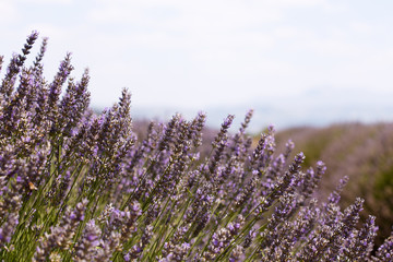 floral lavender field in Turkey
