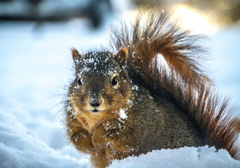 Squirrel Side Portrait