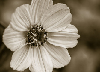Black and White flower