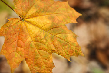 Autumn maple yellow leaves background
