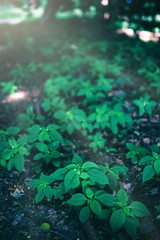Multiple little green plants growing in the forest