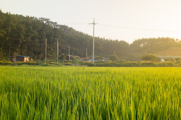 Landscape green rice field with sunrise in the morning.