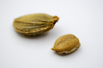 apricot kernel isolated on white background