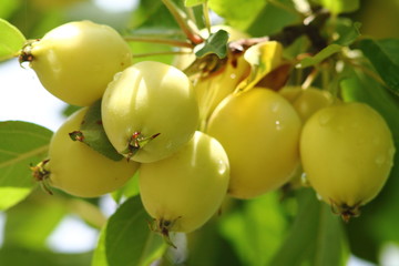 Little yellow pippins ripening on a branch in german garden. Type of apples with thin skin.