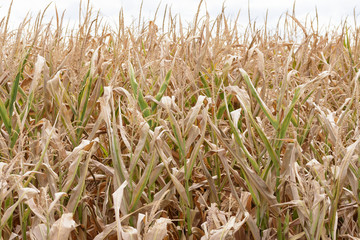 vertrocknete Maispflanzen im Sommer