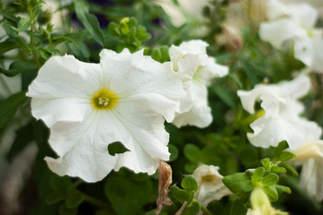 Obraz premium White Petunia
