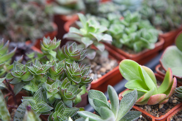 Different types of succulents and cactuses in pots