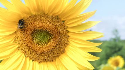 Close up of a large sunflower (Helianthus annuus) bloom, with a white tailed Bumble Bee (Bombus lucorum) pollinating, Natural setting with other similar flowers. Tree in background. Blue sky.