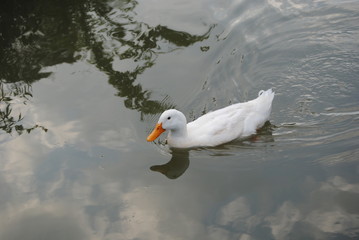 Domesticated Pekin Duck