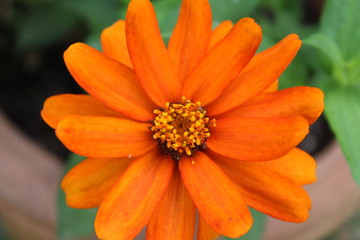 Orange flower