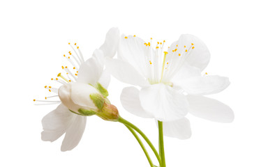 Fototapeta premium cherry flowers isolated