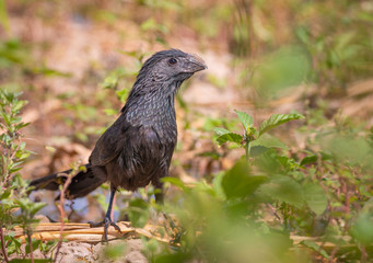 Groove billed ani standing proud