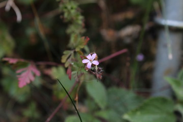 Small purple flower