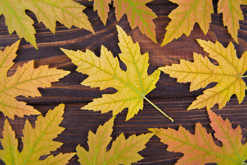 yellow fallen maple leaf lies on a notepad