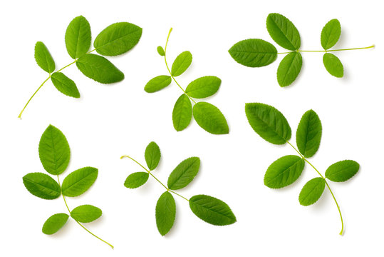 Collection Of Fresh Rose Leaves Isolated On White, Top View