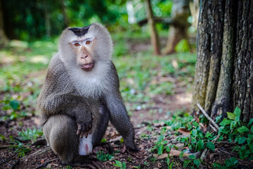 Male Southern pig-tailed macaque (Macaca nemestrina), a medium-sized Old World monkey, is in natural habitat of Khao Yai national park, Thailand. Portrait with forest trees background.