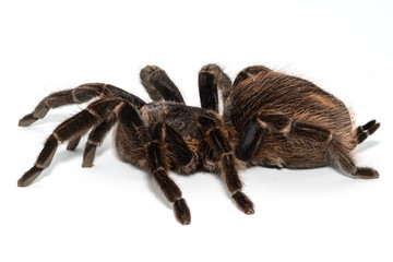 Tarantula Grammostola porteri isolated on white background