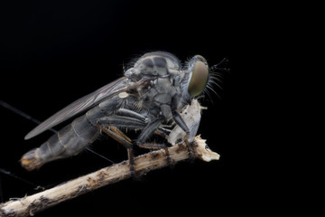 Super macro Robber fly with prey perching on tree branch