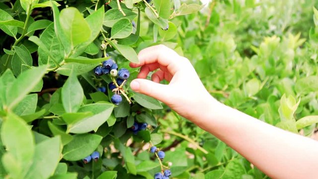 HD. Slow motion of blueberry picking. Close up of kid hand handpicking ripe berry from a bush. Concept of organic gardening and farm to table.