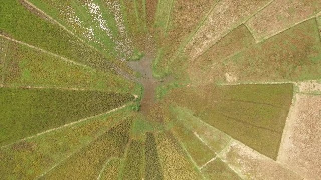 spider rice field. Aerial shot in ruteng. indonesia.
