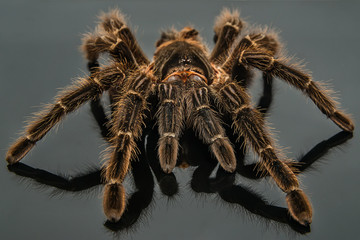 Tarantula Grammostola porteri isolated on black background