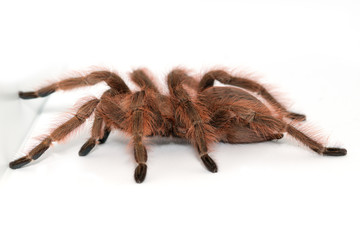 Tarantula Grammostola porteri isolated on white background