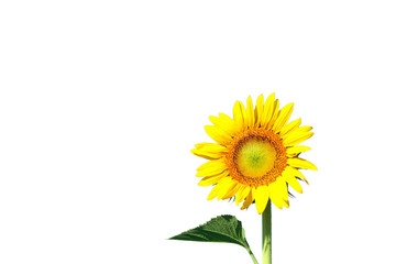 Isolated sunflower on white background