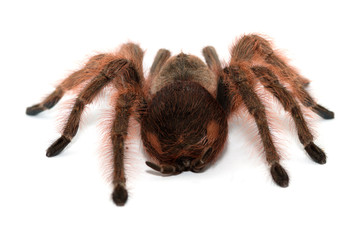 Tarantula Grammostola porteri isolated on white background