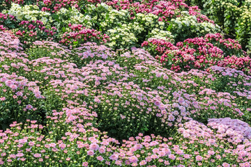 Obraz premium Various of colorful fancy flowers, gypso, benjamas flower