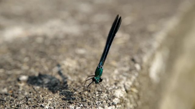 une libellule sur un mur avant de s'envoler