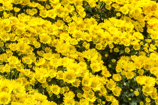 Various of colorful fancy flowers, gypso, benjamas flower