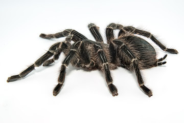 Tarantula Grammostola porteri isolated on white background
