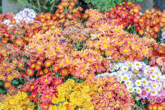 Various of colorful fancy flowers, gypso, benjamas flower