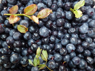 a forest black currant with leaves, growing in the mountains. Natural background.
