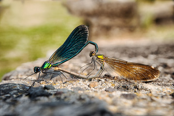 deux libellules s'accouplent sur une pierre © PL.TH