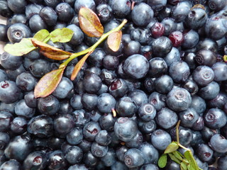 a forest black currant with leaves. Natural background. growing in the mountains 