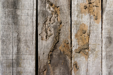 Old wood floor with wood termites