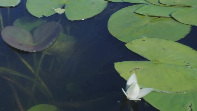 Tracking Pan Shot Over An Open And A Closed White Water Lily Flower Floating In A Quiet Freshwater Canal Of A Lake In Northern Germany.