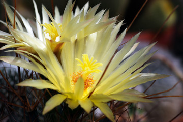 Yellow flowers of Leuchtenbergia Principis cactus