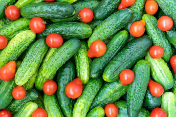 Fototapeta na wymiar Background from cucumbers and tomatos