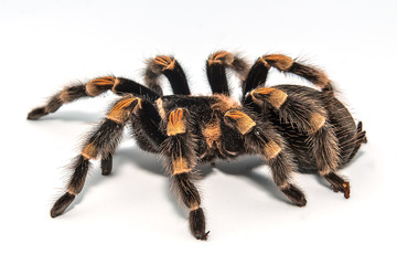 Mexican redknee tarantula (Brachypelma smithi) isolated on white background