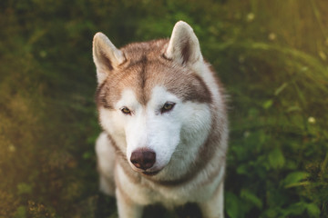 Close-up Portrait of Cute beautiful beige and white siberian husky dog is in the green grass at sunset