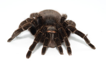 Tarantula Grammostola porteri isolated on white background