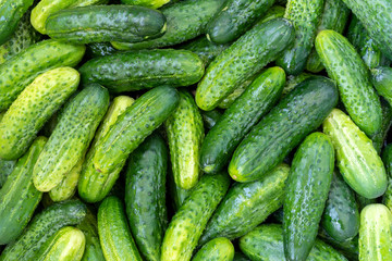Green cucumber background, top view